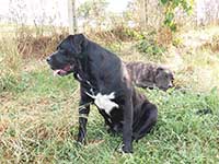 cane corso da guardia